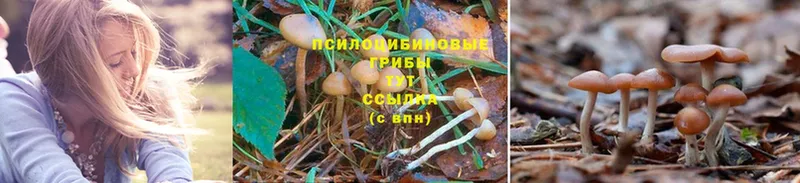 где можно купить   Уссурийск  Галлюциногенные грибы Psilocybine cubensis 